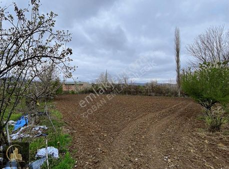 Çoban Emlak'dan Yenipazar'da Yol Kenarı Bahçe