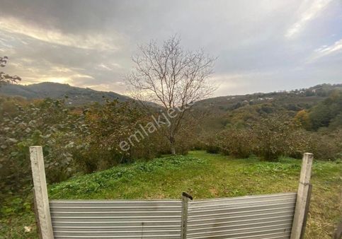 Kayagüney’de Acil Satılık 5961 M2 Fındık Tarlası