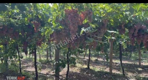 Denizlı Honaz Satılık Bağ