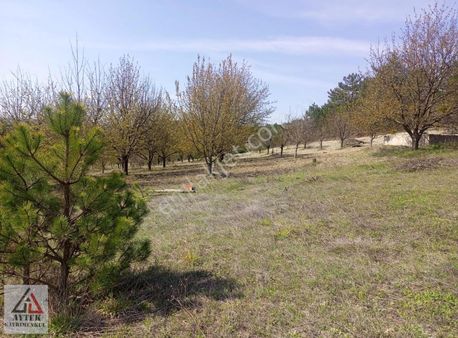 Bilecik Gölpazarı Sarihacilar Köyünde 904 Bahçe