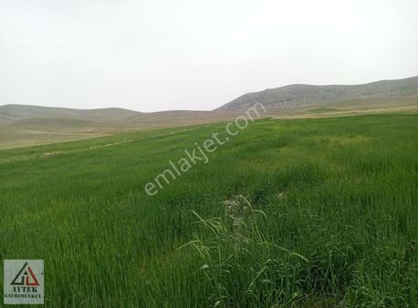 Afyon Sultandağı Cukurcak Köyünde Kelepir 10200 M2 Arsa.