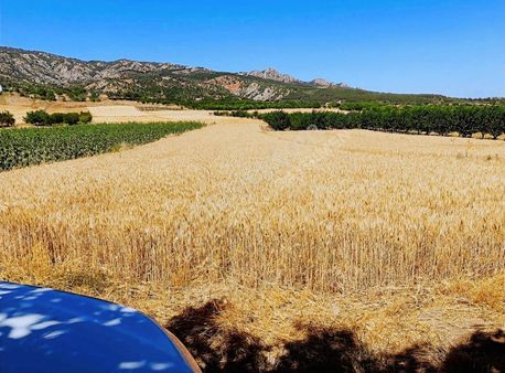 Bilecik Yenipazar'da Satılık Tarla