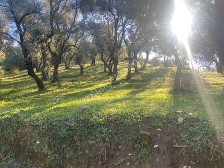 Bayındır Kızılkeçili Mh Satılık Zeytinlik