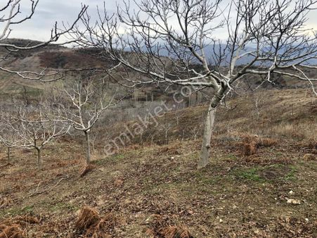 Tire Dağdere Satılık Ceviz Bahçesi