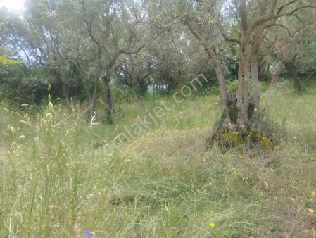 Beka Gayrimenkul Den Gedelek Köyünde Köye Çok Yakın Konumda 317 M2 Zeytinlik