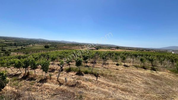 Uşak, Eşme, Yeşilkavak Köyünde Hazır Üzüm Bağı