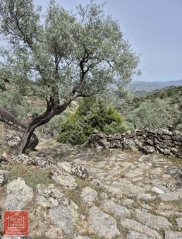 Aydın Karpuzlu'da Püfür Püfür Zeytinlik