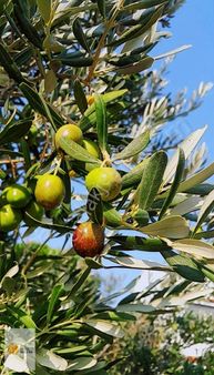 Sölözden Kaçmayacak Fırsat