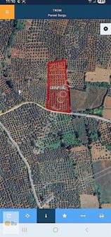 The World Seller Den Yeniköy Den Çok Verimli Zeytinlik