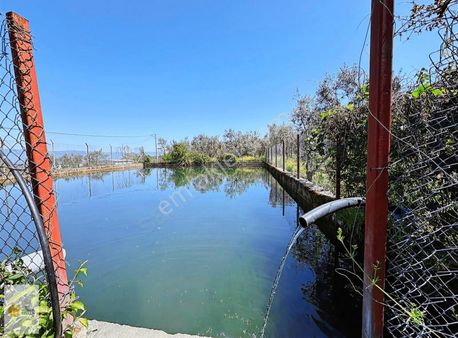 The World Seller'den Gemiçte Bakımlı Mükemmel Zeytinlik