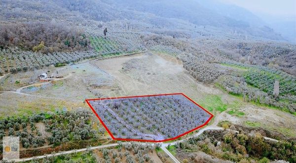 The World Seller'den Gemiç Köyünde Göl Manzaralı Zeytinlik