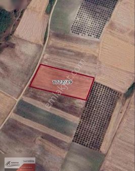 Mustafa Kemalpaşa Çeltikçide Yola Cephe Satılık Kupon Tarla