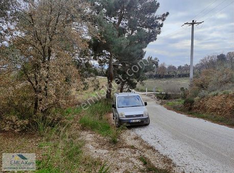 İzmir Selçuk Burgaz Da Satılık Değerli Zeytinlik