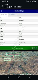 Aydın Sultanhisar Kavaklı Köyünde Fırsat Zeytinlik