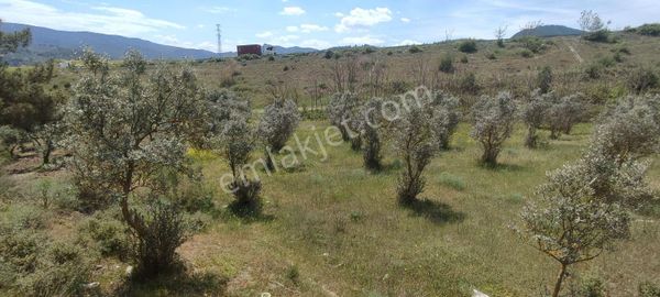 Pamukova Mekecede Yarımlık Zeytinlik