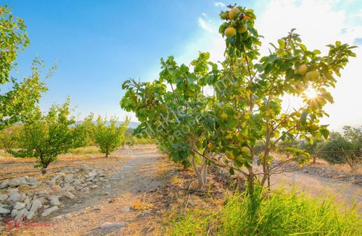 W Property Mut Kürkçü'de Takas'a Açık 90 Dönüm Kayısı Bahçesi