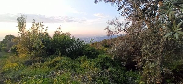 Olcar Emlaktan Bursa İznik Şerefiye'de Göl Manzaralı Satılık Zeytinlik