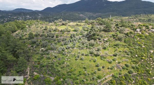 Milas Kısırlarda Köy Ve Doğa Manzaralı Bakımlı Fırsat Zeytinlik