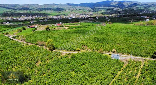 Kazimiye Mahallesi'nde 5.088 M2 Satılık Fındık