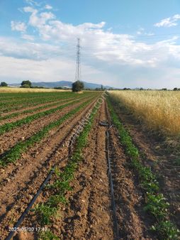 Saadet Korkmaz Emlak'tan Kabakum'da Satılık 26 Dönüm Tarla