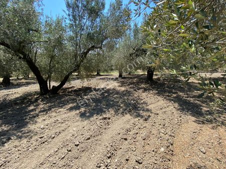Akhisar Efem Gayrimenkulden Süleymanlı Köyünde 1860 M2 Satılık Zeytinlik !!!