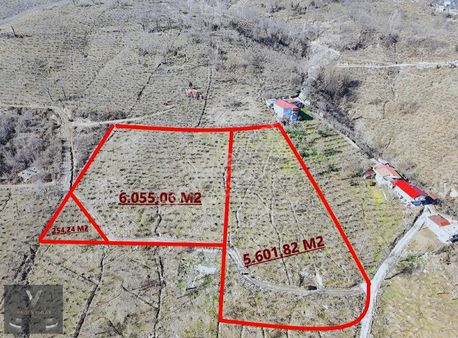 Vavien Emlak'tan Satılık 12 Dönüm Fındık Bahçesi