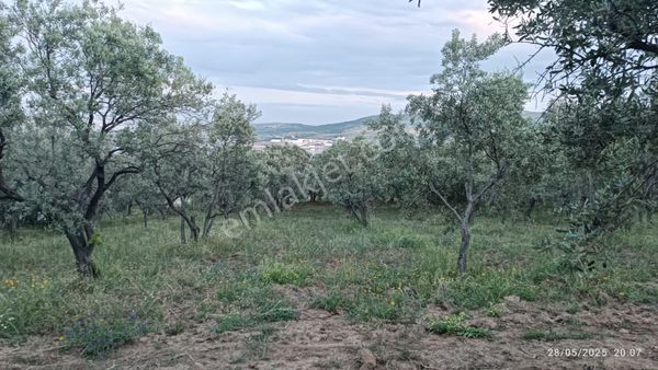 Balıkesir Erdek Hamamlı Mah. 13948 M2 Satılık Zeytinlik Bağ Deniz Manzaralı