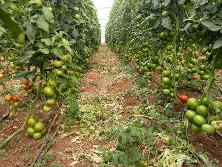Falcon Dan Fethiye Bozyer De Fırsat Tarla