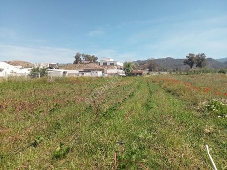 Falcon Dan Fethiye Gunlukbası Fırsat Tarla