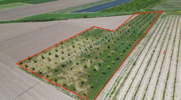 Çalım Gyo'dan Pamukova Çardak'ta 5575m2 Satılık Tarla