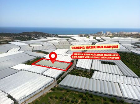 Thordan Satılık Lemas 2695m2 Hazır Mahsül Üzerinde Muz Serası