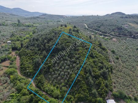 Deniz Manzaralı 5000 M² Zeytinlik! Tirilye’de Kaçırılmayacak Fırsat