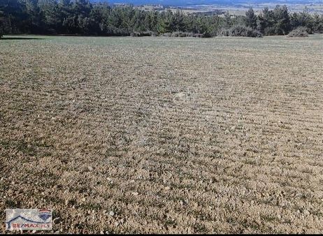 Dazkırı Yukarıyenice Köyünde Muhteşem Tarla