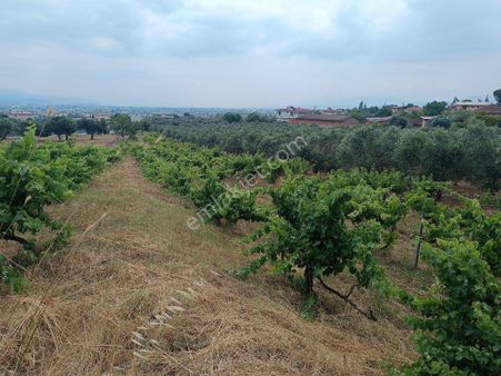 Torbalı Yeniköy'de Köy İçinde Kupon Zeytinlik