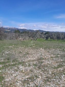 Hayal Gayrimenkulden Yatırımlık 3040 M2 Tarla