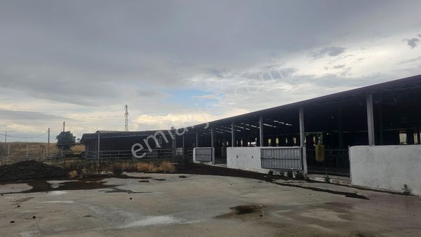 Yuvam Gayrimenkul'den Uşak Eşme İlçesinde Satılık 400 Büyükbaş Hayvan Çiftliği