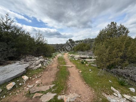 Bodrum Kızılağaç Tarla