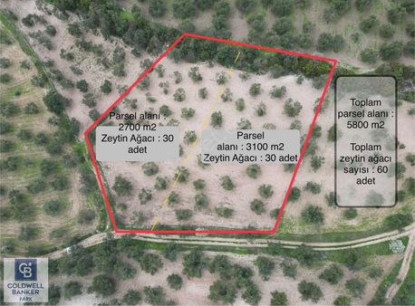 Ayvalık Sakarya'da Satılık Zeytinlik