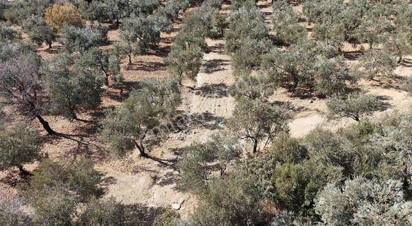 Sarıbaş Gayrimenkul Den Şarköy De Resmi Yolu Olan 13668m2 Zeytin