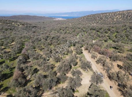 Sarıbaş Emlaktan Pelitköy Sahilde Yolu Olan 4.151m2 Zeytinlik