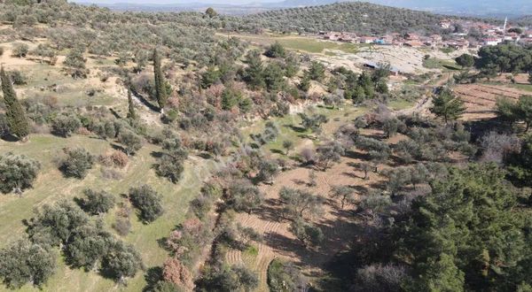 Burhaniye Yunuslar Mahallesin De Satılık Tarla Ve Zeytinlik