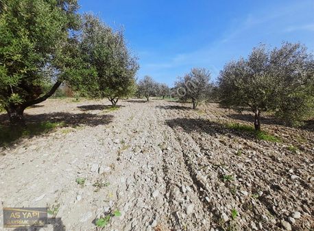 Manisa Şehzadeler Kalemli Mah 10.000 M2 Zeytintinlik
