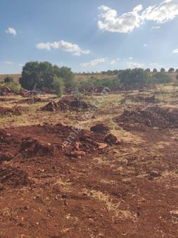 Aşağı Arılda Bağevlik Tarla