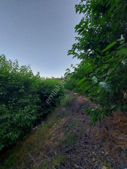 Alanya Gören Yaylası Satılık Tarla