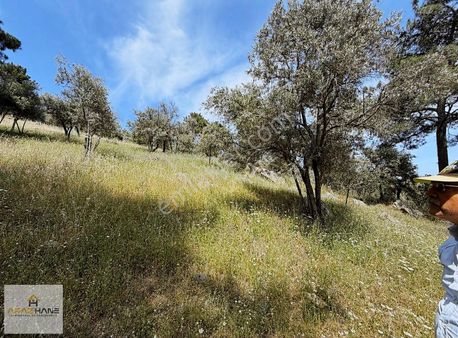 Milas Selimiye Kuruderede Ovaya Hakim Eşsiz Zeytinlik Satılık!