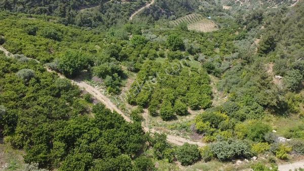 Çamurhamam'ında Acil Satılık 4 Dönüm Kiraz Bahçesi