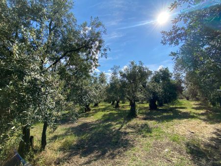 Kaçmaz Emlak Orhangazi Üreğil Köyü Satılık Fırsat Zeytinlik