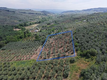 Mudanya Dereköyde 4.581 M² Zeytinlik Satılık