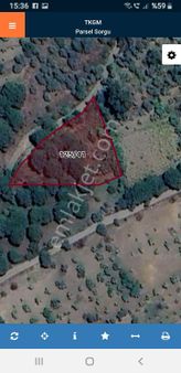 Aydın Koçarlı Gaffarlarda Çam Fıstıklı Yer.