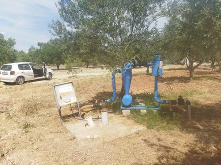 Manisa Kepeneklide Sondajı Ve Asvalt Yolu Bulunan Acil Satılık Zeytinlik